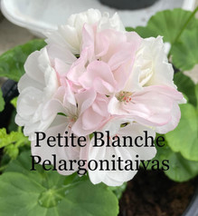 Petit Blanche