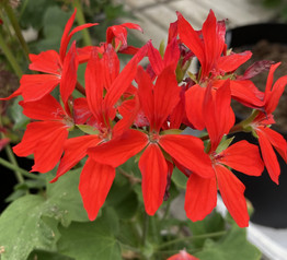 Quantum Red