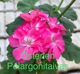 Österlen