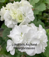 Lohärads Asplund