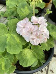 Variegated Lorelei