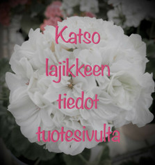 Ungarisk Äppelblossom