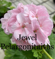 Jewel
