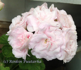Millfield Rose