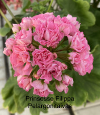 Prinsesse Filippa