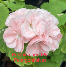 Pohjoismäen Elvi
