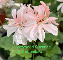 Honeywood Suzanne