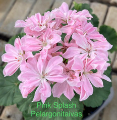 Pink Splash