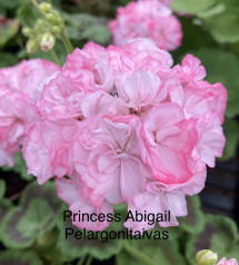 Princess Abigail