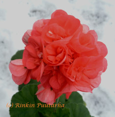 Lappeenranta (Tirilä)