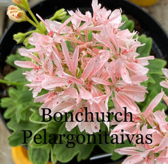 Bonchurch