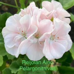 Reijolan Aino