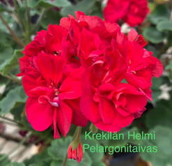Krekilän Helmi