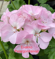 Evakko