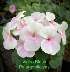 Video Blush