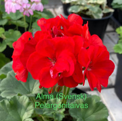 Alma 