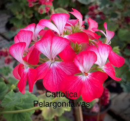 Cattolica