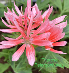 Therese