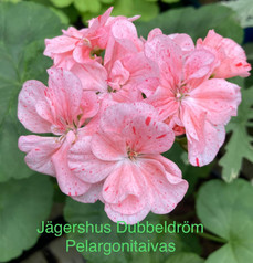 Jägershus Dubbeldröm