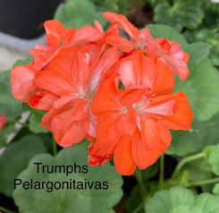 Trumphs