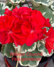 Winston Churchill