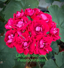 Langelandsrosen