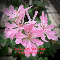Ansbrook Aquarius