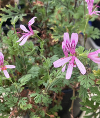 P. pseudoglutinosum