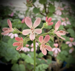 P. gibbosum x laxum
