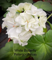 White Butterfly