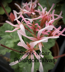 Shelk Moar