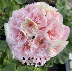Iriol Eternite