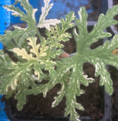 Geranium Variegatum