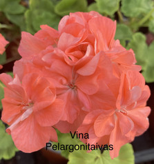 Vina