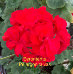 Eeronterttu