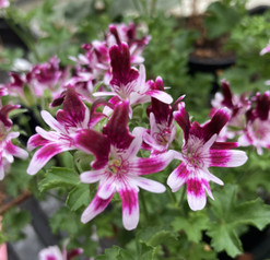 Berkswell Jester