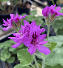 P. cucullatum ’Flore Pleno’