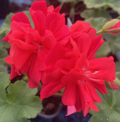 Iriol Bogema