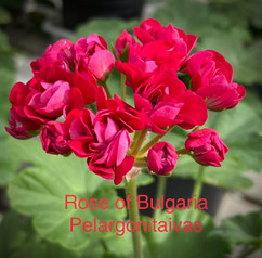 Rose of Bulgaria