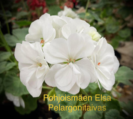 Pohjoismäen Elsa