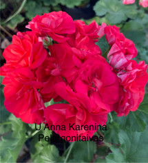 U Anna Karenina