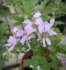 P. kordicum