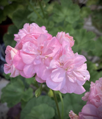 Miss Rose