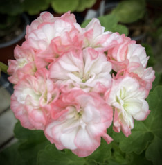 Pelargonienträumes Mathilda