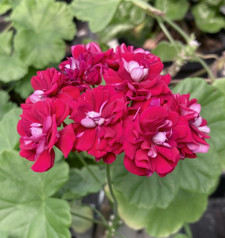 Ungarisk Äppelblossom