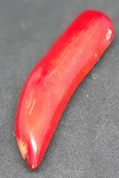 Korallikynsi