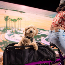 WoofTop, Yuba - pyörän koirankuljetusvaruste 