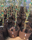  Ruskea, Boxer kangasruukku 21x21cm 8l, Growbag Root Pouch,