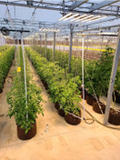  Ruskea, Boxer kangasruukku 21x21cm 8l, Growbag Root Pouch,