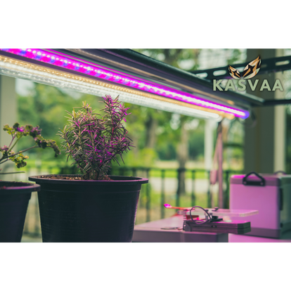 Kasveja Led kasvivalon violetin valon alla